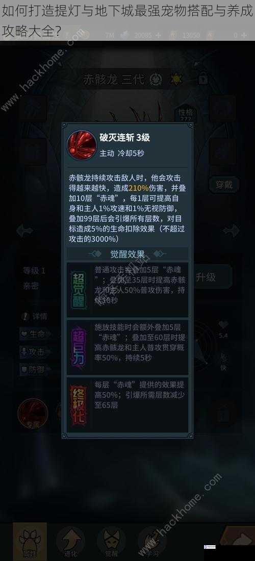 如何打造提灯与地下城最强宠物搭配与养成攻略大全?