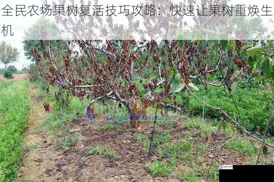 全民农场果树复活技巧攻略:快速让果树重焕生机