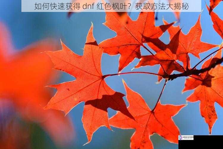 如何快速获得 dnf 红色枫叶?获取方法大揭秘