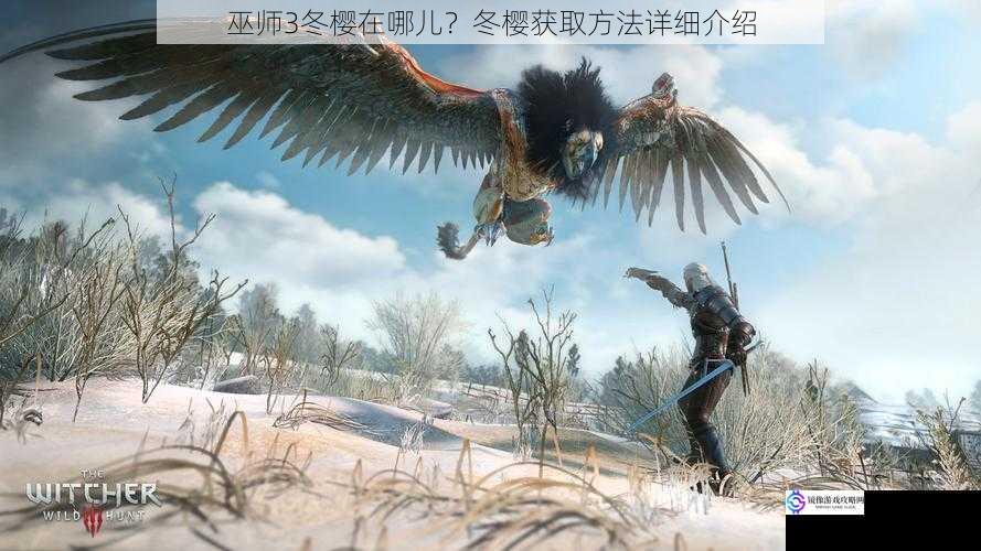 巫师 3 冬樱在哪儿?冬樱获取方法详细介绍
