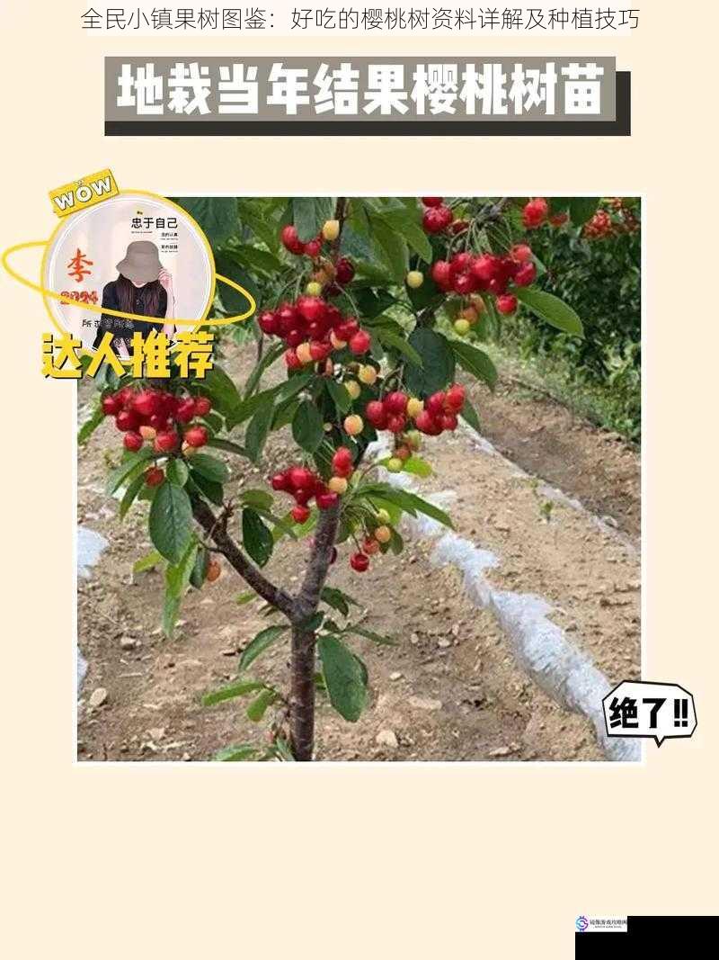 全民小镇果树图鉴:好吃的樱桃树资料详解及种植技巧