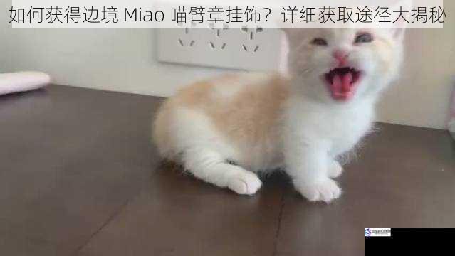如何获得边境 Miao 喵臂章挂饰?详细获取途径大揭秘