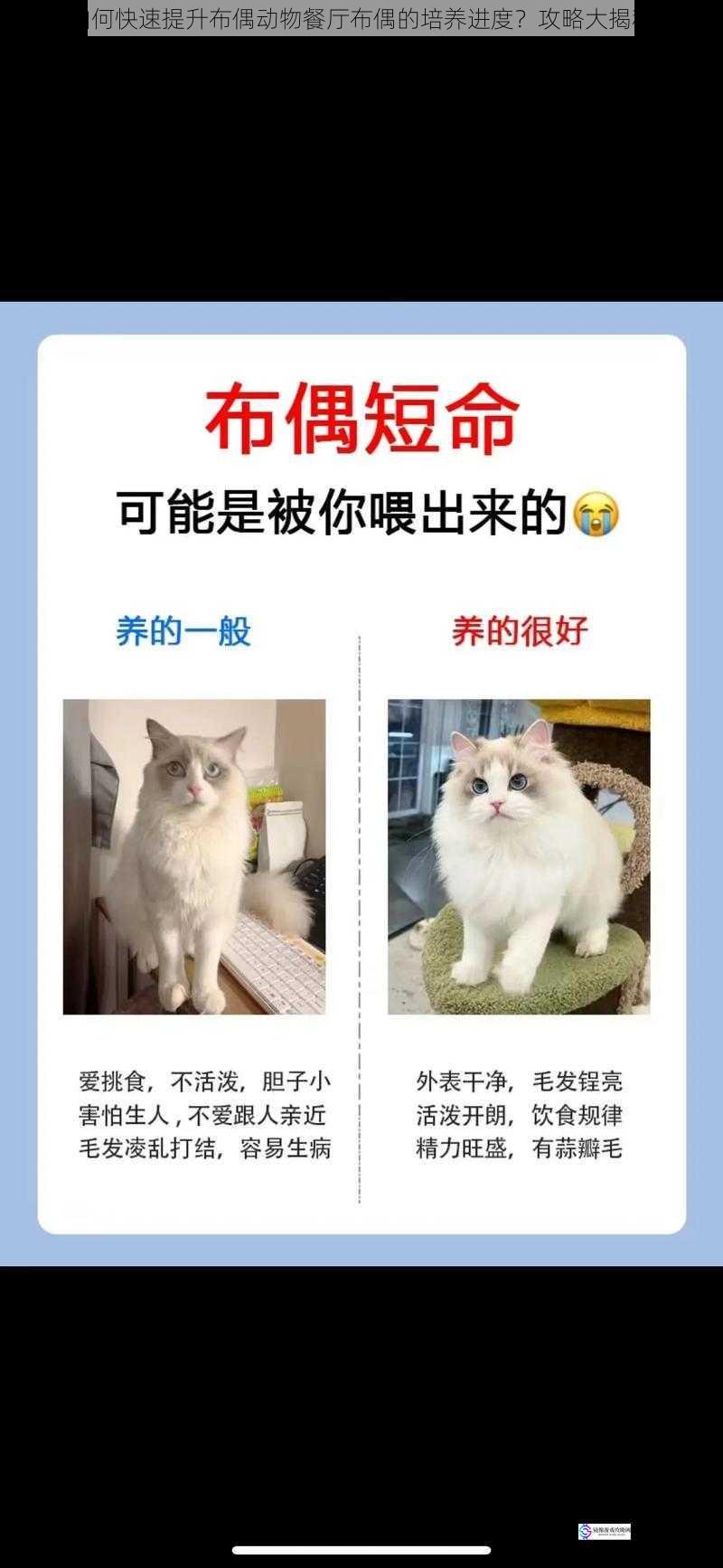 如何快速提升布偶动物餐厅布偶的培养进度?攻略大揭秘