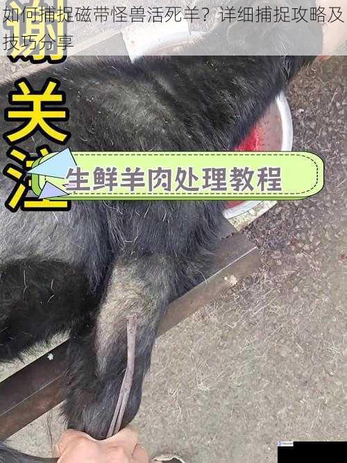 了解活死羊的习性
