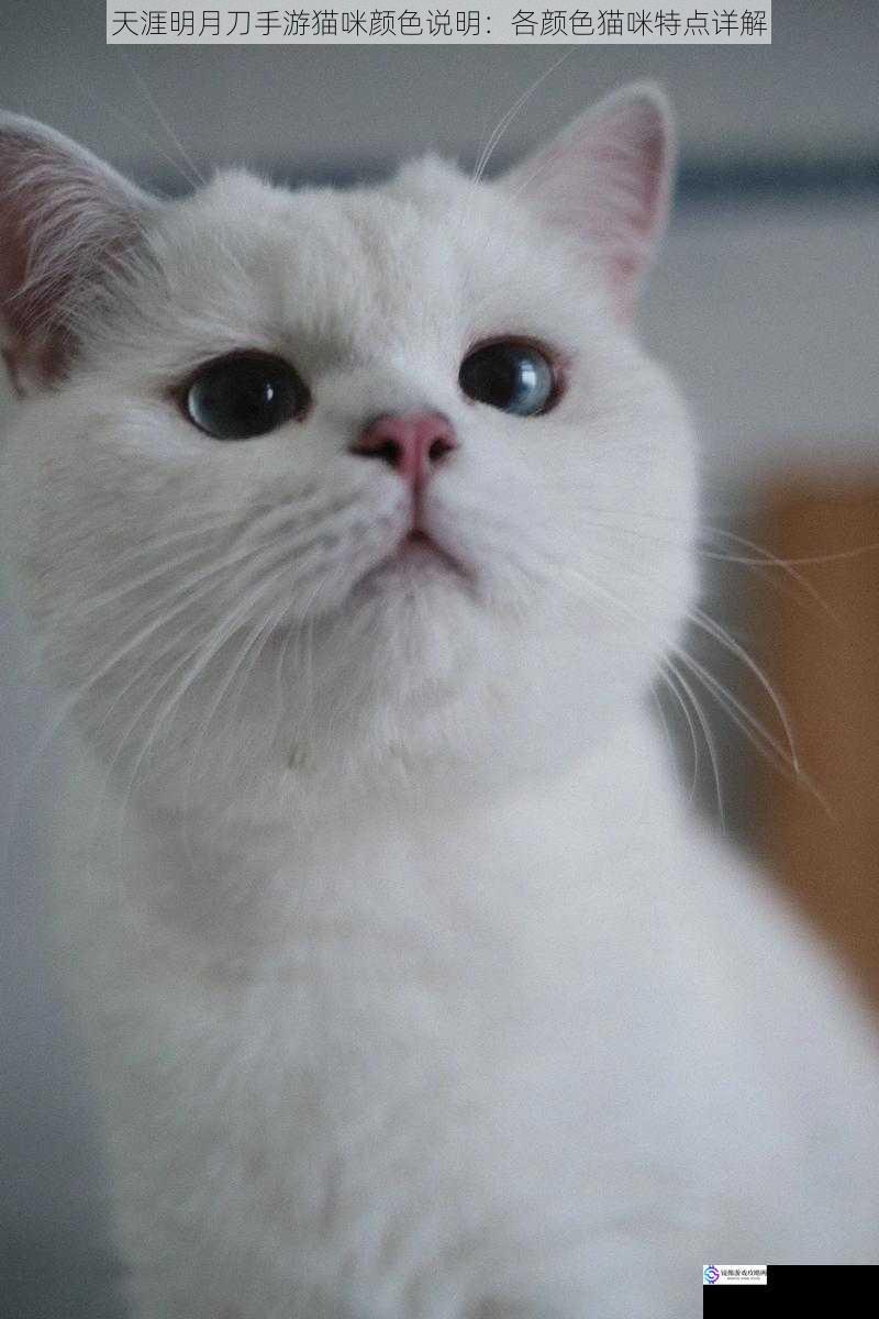 白色猫咪:纯洁与灵动