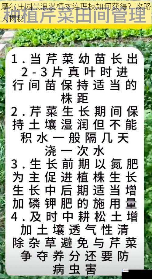 种植技巧篇