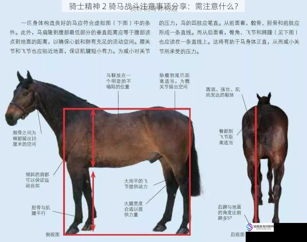 马匹选择与训练