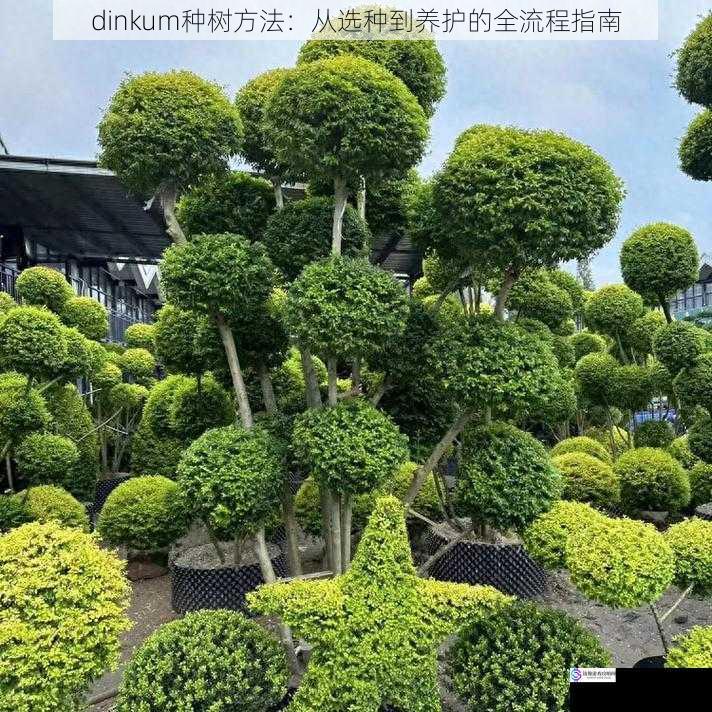 选种:选择适合的树种