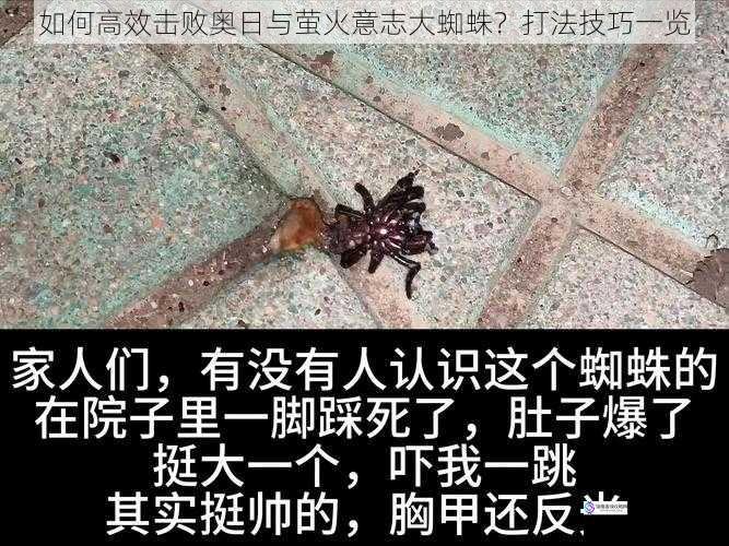 熟悉大蜘蛛的攻击模式