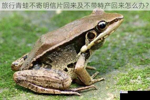 青蛙的旅行习性