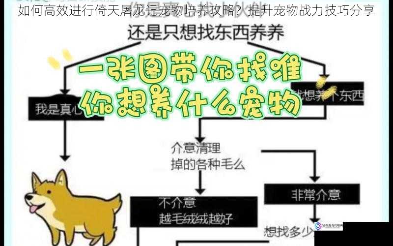 选择合适的宠物