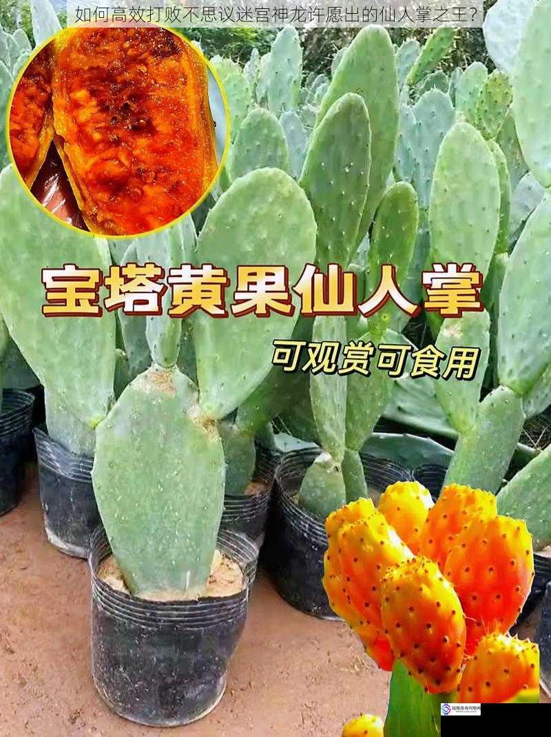 如何高效打败不思议迷宫神龙许愿出的仙人掌之王?