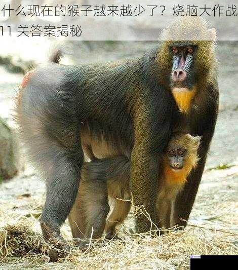 为什么现在的猴子越来越少了?烧脑大作战第 111 关答案揭秘