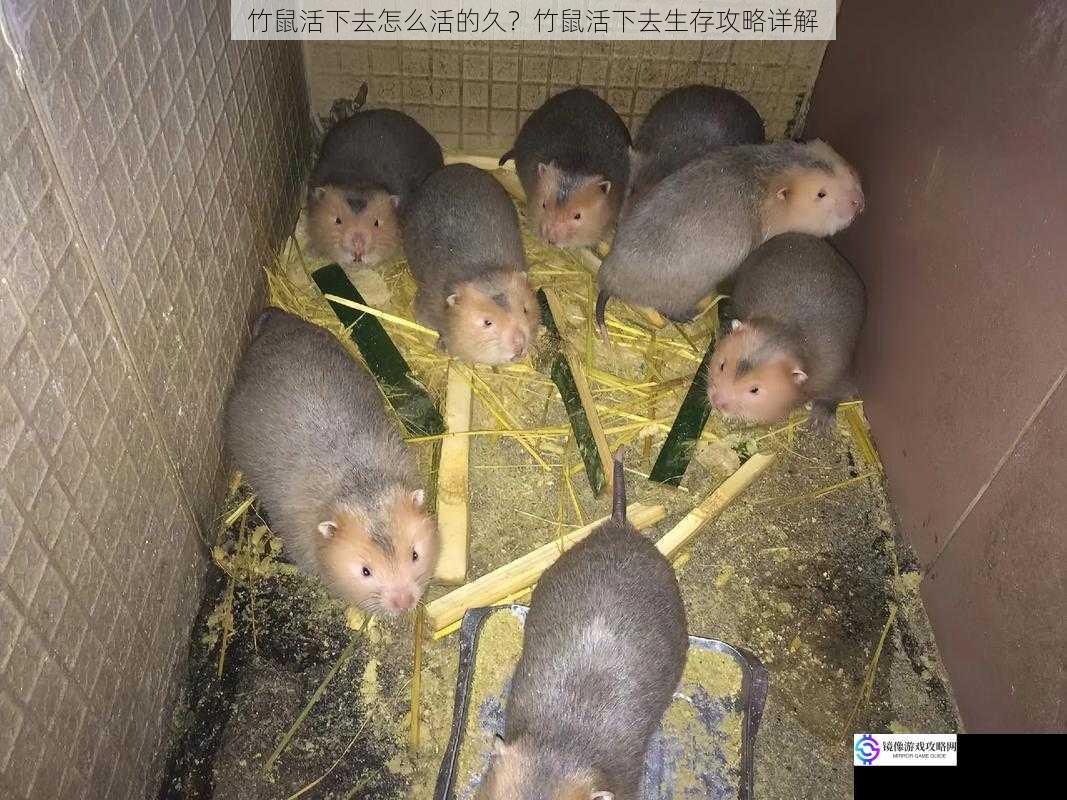 竹鼠活下去怎么活的久?竹鼠活下去生存攻略详解