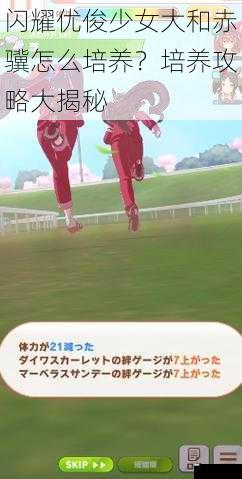 闪耀优俊少女大和赤骥怎么培养?培养攻略大揭秘