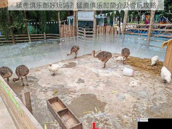 猛鹿俱乐部好玩吗?猛鹿俱乐部简介及游玩攻略