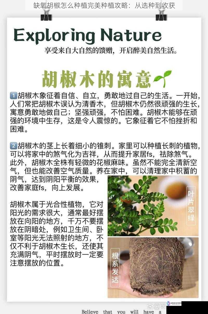 缺氧胡椒怎么种植完美种植攻略:从选种到收获
