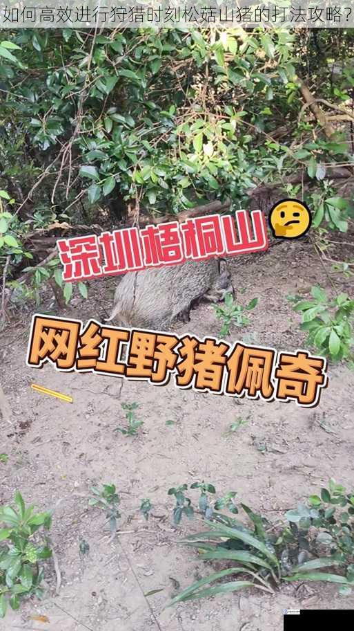 如何高效进行狩猎时刻松菇山猪的打法攻略?