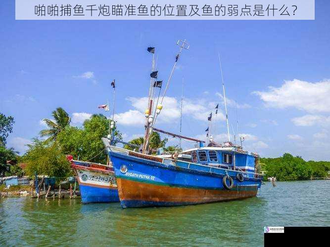 啪啪捕鱼千炮瞄准鱼的位置及鱼的弱点是什么?