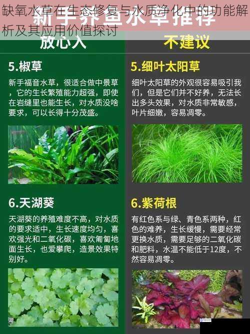 缺氧水草在生态修复与水质净化中的功能解析及其应用价值探讨
