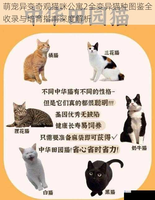 萌宠异变奇观猫咪公寓2全变异猫种图鉴全收录与培育指南深度解析