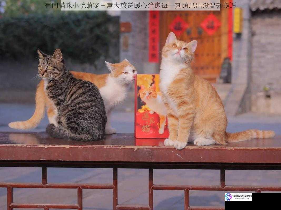 有间猫咪小院萌宠日常大放送暖心治愈每一刻萌爪出没温馨邂逅