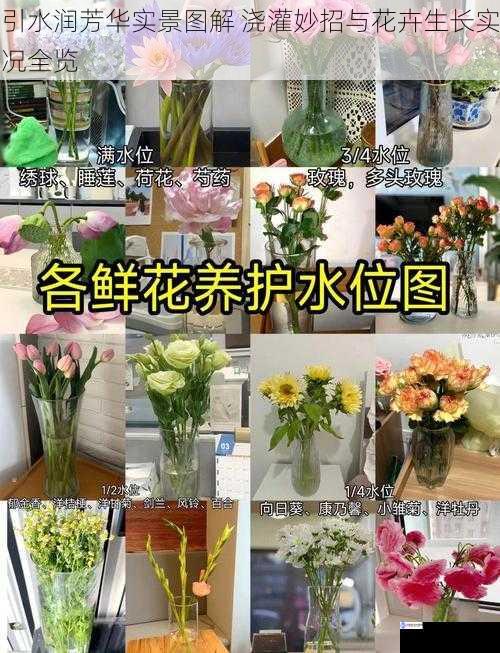 引水润芳华实景图解 浇灌妙招与花卉生长实况全览