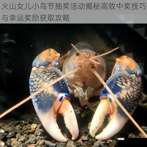 火山女儿小鸟节抽奖活动揭秘高效中奖技巧与幸运奖励获取攻略