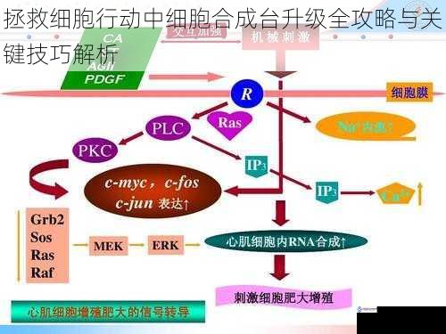 拯救细胞行动中细胞合成台升级全攻略与关键技巧解析
