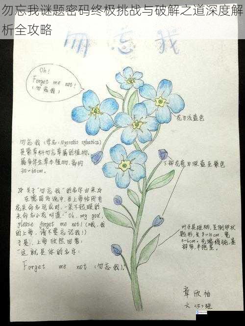 勿忘我谜题密码终极挑战与破解之道深度解析全攻略