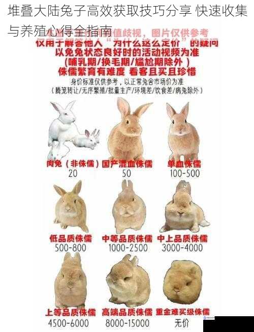 堆叠大陆兔子高效获取技巧分享 快速收集与养殖心得全指南